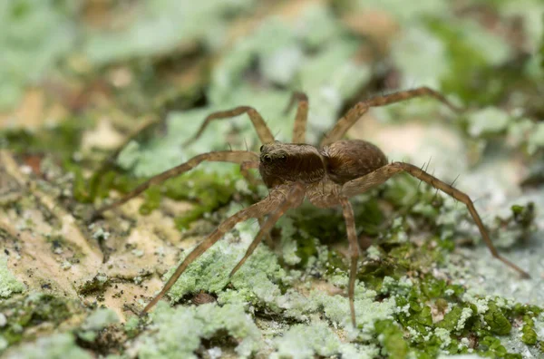 Wolfsspinne Pardosa Lugubris — Stockfoto