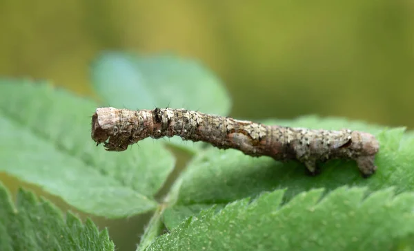 Geometer Moth Larva Geometridae Leaf Macro Photo — Stock Photo, Image