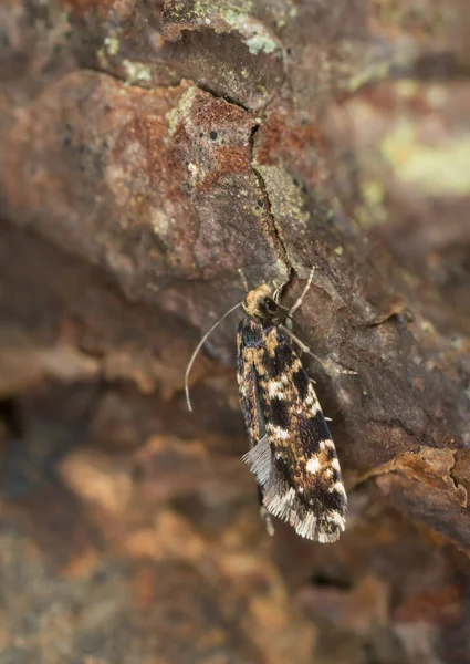 Moth Spoczywa Drewnie Makro Zdjęcie — Zdjęcie stockowe