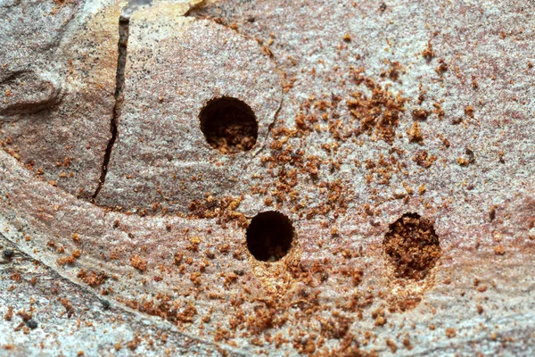 Çam Kabuğundaki Böceklerden Sonra Yumurtadan Çıkan Delikler — Stok fotoğraf