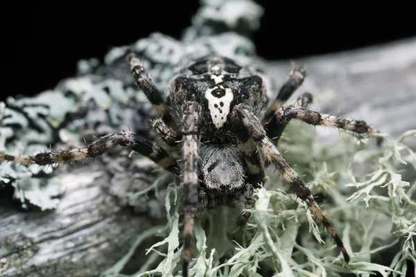 Araneus Angulatus Drewnie Sosnowym — Zdjęcie stockowe