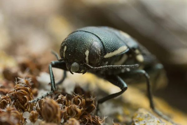 Żuk Buprestis Octoguttata Makro Zdjęcie — Zdjęcie stockowe