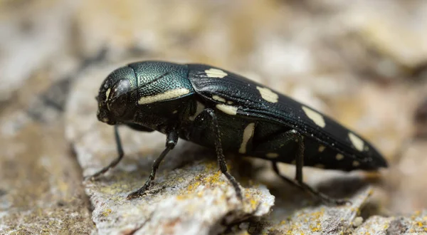 Escarabajo Joya Buprestis Octoguttata Sobre Corteza Pino — Foto de Stock