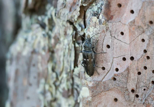 Velha Broca Casa Hylotrupes Bajulus Casca Pinheiro Este Besouro Pode — Fotografia de Stock