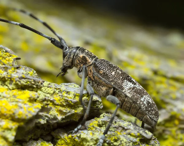 Çam Böceği Çam Kabuğunda Monochamus Dörtnala — Stok fotoğraf