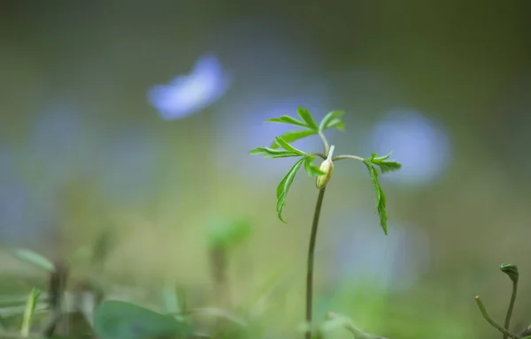 Wood Anemone Anemone Nemorosa Plant Yet Bloom — Stock Photo, Image