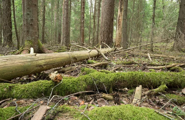 Rădăcini Copaci Pădurea Conifere Neatinsă Din Suedia — Fotografie, imagine de stoc