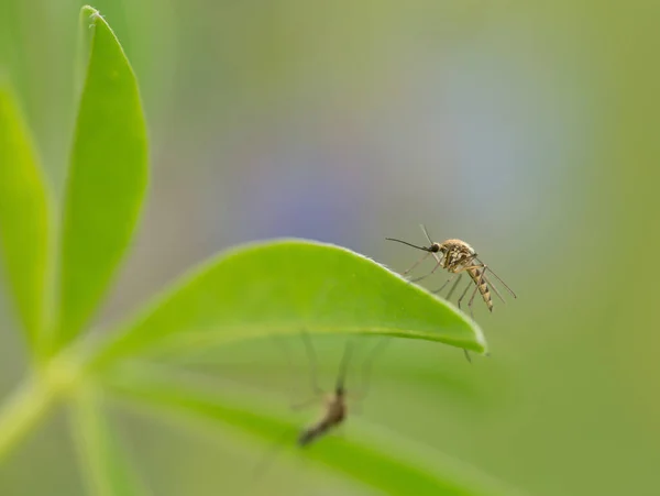 Mosquito Descansando Folha Alfinete — Fotografia de Stock