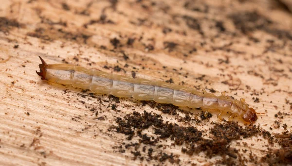Larva Boros Schneideri Legno Pino — Foto Stock