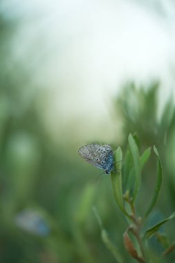 Brownie, Lycaenidae bitkinin üzerinde dinleniyor.