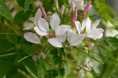 Çiçek açan örümcek çiçeği, Tarenaya hassleriana