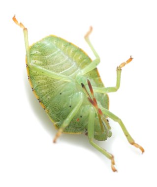 Yeşil bir kalkan böceğinin yakın plan fotoğrafı, palomena prasina beyaz arka planda