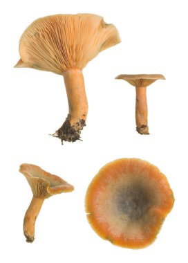 Sahte safran süt kapağı koleksiyonu, Lactarius deterrimus beyaz arka planda izole edilmiş.