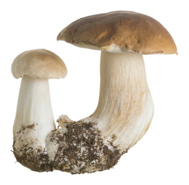 Kral Bolete, Boletus Edulis beyaz arka planda izole edildi