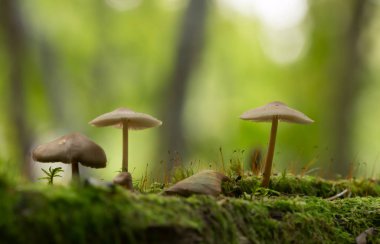 Yosun arasında büyüyen küçük mantarlar, arka planda yansımalar.