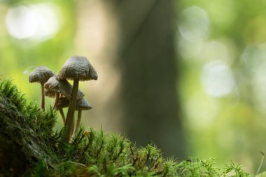 Yosun arasında büyüyen küçük mantarlar, arka planda yansımalar.