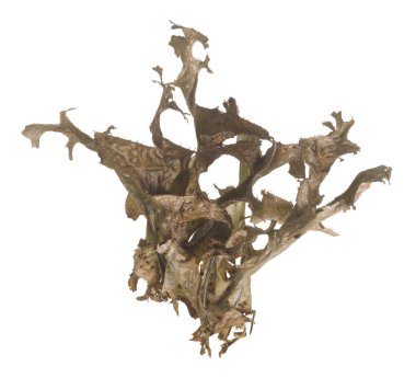 İzlanda yosunu. Çetarya adası beyaz arkaplanda izole edildi