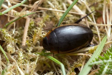 Dalış böceği, çimlerin üzerinde Hydaticus seminiger