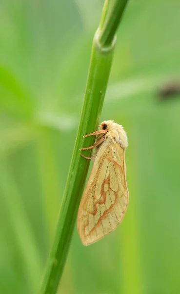 Polilla Fantasma Hembra Hepialus Humuli —  Fotos de Stock