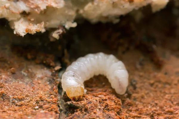 Larva Melandryidae Sobre Madera Micelio Trichaptum Abietinum —  Fotos de Stock