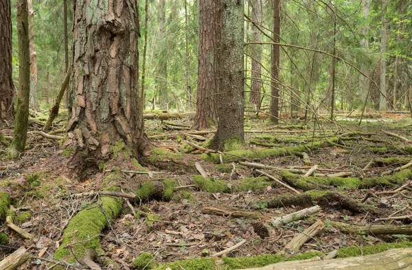 Borovice Kořeny Nedotčeném Přírodním Lese Švédsku — Stock fotografie