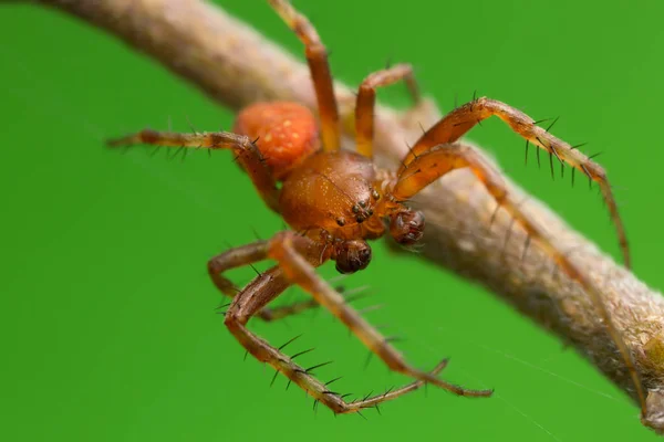 Erdbeerspinne Araneus Alsine Makroaufnahme — Stockfoto