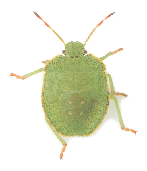 Zbliżenie Zielonej Tarczy Bug Nimfa Palomena Prasina Sfotografowany Białym Tle — Zdjęcie stockowe