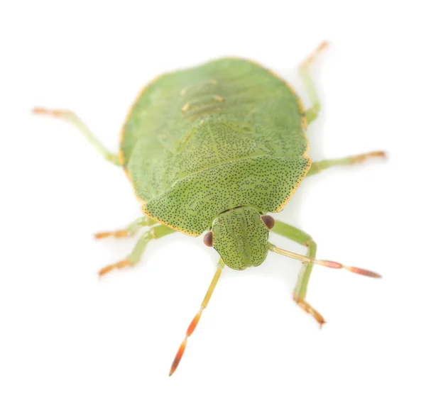 Close Uma Ninfa Bug Escudo Verde Prasina Palomena Fotografado Contra — Fotografia de Stock