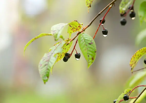 Bird Cherry Prunus Padus Twig Berries — Stock Photo, Image