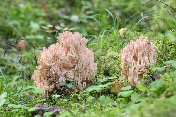 Pembe Uçlu Mercan Mantarı Yosunlar Arasında Büyüyen Ramaria Botrytis — Stok fotoğraf