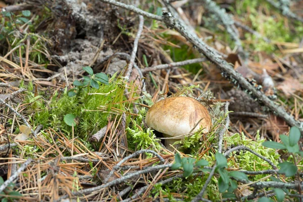 Opgelost Ridder Tricholoma Focale Groeien Onder Mos — Stockfoto