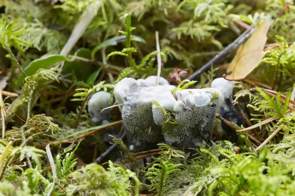 Hydnellum Suaveolens Wächst Moos — Stockfoto