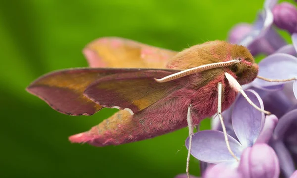 Λυκόφως Ελεφάντων Deilephila Porcellos Στηρίζεται Πασχαλιές Μακροφωτογραφίες — Φωτογραφία Αρχείου