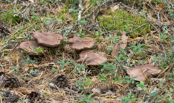 Keserű Foggomba Tűlevelű Környezetben Növekvő Sarcodon Scabrosus — Stock Fotó