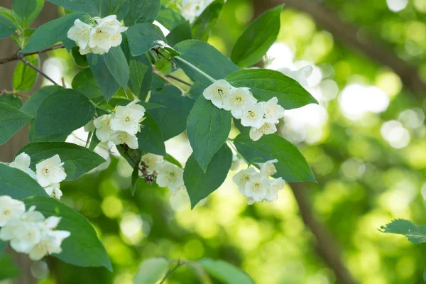 Kwitnący Angielski Dogwood Philadelphus Coronarius — Zdjęcie stockowe