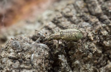 Tahtadaki Polydrusus cervinus 'un Macro fotoğrafı