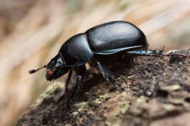Dor Beetle, Anoplotes stercorosus, makro fotoğraf