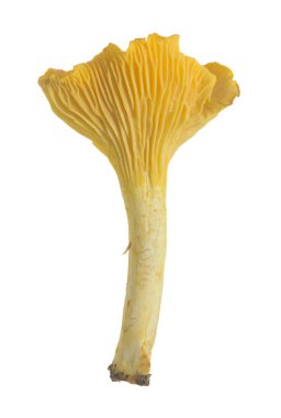 Altın Chanterelle, Cantharellus cibarius beyaz arka planda izole edilmiş.