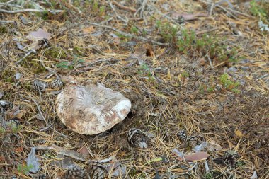 Tricholoma Colossus kozalaklı bir ortamda büyüyor.