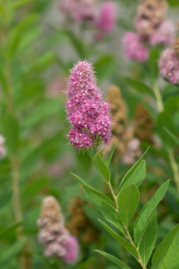 Çiçek açan spiraea 'nın kapanışı