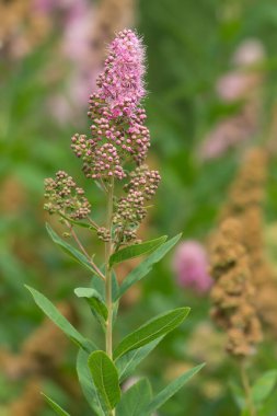 Çiçek açan spiraea 'nın kapanışı