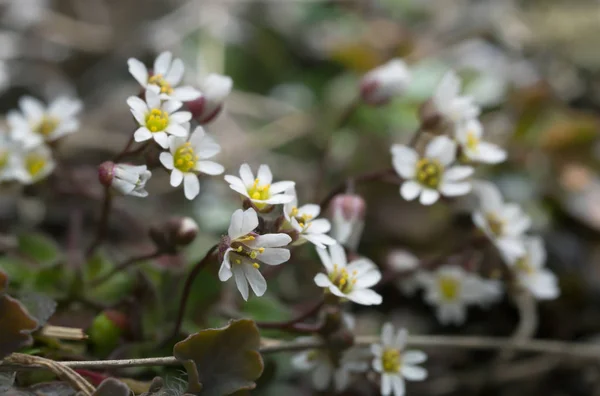 Çiçekli bahar drabası, Erophila verna 