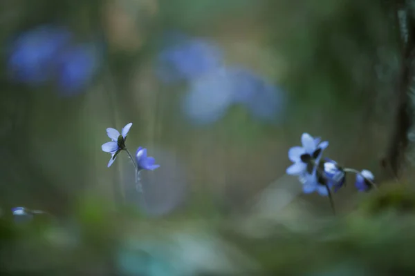 Liverleaf Hepatica Nobilis Blurred Background — Stock Photo, Image