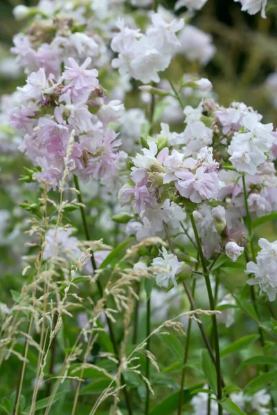 Blooming Common Soapwort Saponaria Officinalis — Foto de Stock