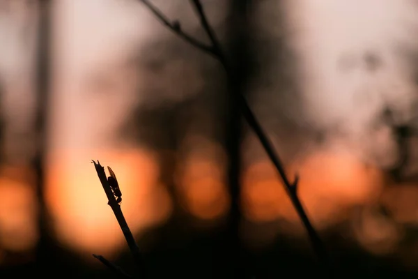 落日的时候 在枝条上挂着金丝雀 — 图库照片