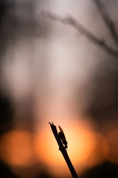 Marangoz Karınca Camponotus Günbatımında Dal Üzerinde — Stok fotoğraf