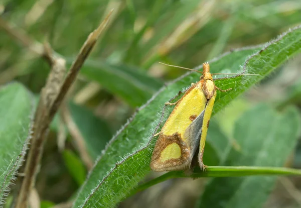 Polilla Azufre Agapeta Zoegana Hoja —  Fotos de Stock