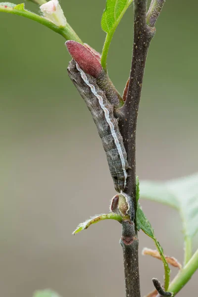 Moth larva on plant