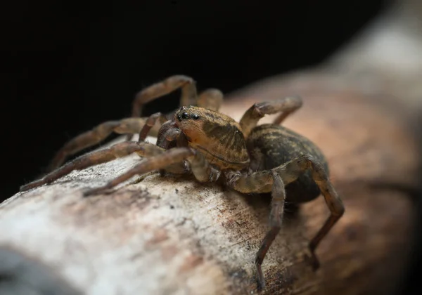 Loup Araignée Rustique Trochosa Ruricola Sur Bois Macro Photo — Photo