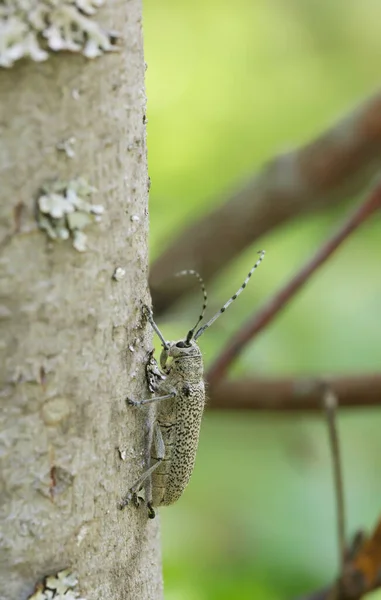 Saperda Similis Salix Fán — Stock Fotó